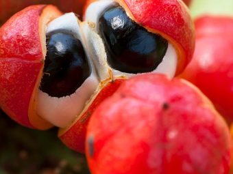 The Goodness Of Guarana What Is It Why Should You Try It